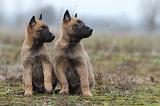 MALINOIS 869